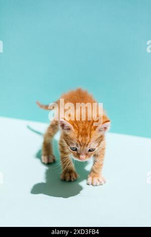 An adorable orange kitten cautiously explores a bright teal surface, its fur shining in natural light Stock Photo