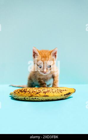 A cute little orange kitten stands cautiously over a large ripe banana on a pastel blue background, looking curiously and playfully. Stock Photo