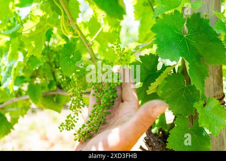Close-up of a worker's hand tending to young grape bunches, showcasing traditional winemaking and viticulture in a sunlit vineyard Stock Photo