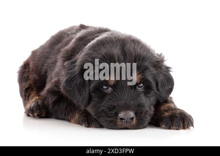 Puppy from a Tibetan dog farm sleeping peacefully on a white background Stock Photo