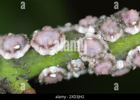 Fig wax scale Ceroplastes rusci on  bay laurel (Laurus nobilis) shrub. Stock Photo