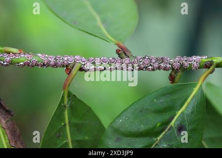 Fig wax scale Ceroplastes rusci on  bay laurel (Laurus nobilis) shrub. Stock Photo