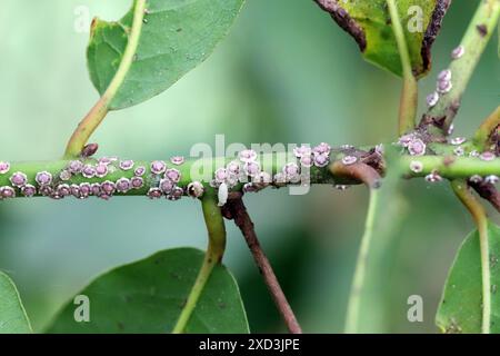 Fig wax scale Ceroplastes rusci on  bay laurel (Laurus nobilis) shrub. Stock Photo