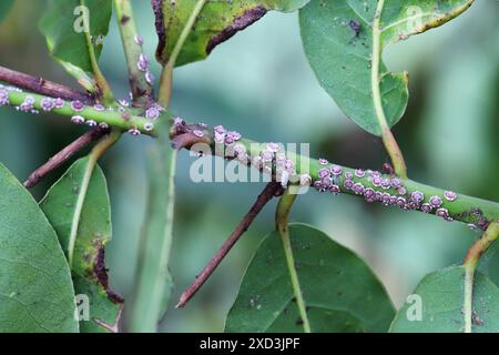 Fig wax scale Ceroplastes rusci on  bay laurel (Laurus nobilis) shrub. Stock Photo