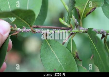 Fig wax scale Ceroplastes rusci on  bay laurel (Laurus nobilis) shrub. Stock Photo