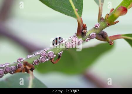 Fig wax scale Ceroplastes rusci on  bay laurel (Laurus nobilis) shrub and their natural enemy the ladybird Exochomus quadripustulatus. Stock Photo