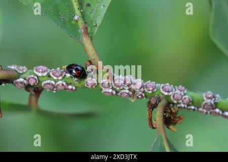 Fig wax scale Ceroplastes rusci on  bay laurel (Laurus nobilis) shrub and their natural enemy the ladybird Exochomus quadripustulatus. Stock Photo