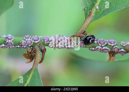 Fig wax scale Ceroplastes rusci on  bay laurel (Laurus nobilis) shrub and their natural enemy the ladybird Exochomus quadripustulatus. Stock Photo