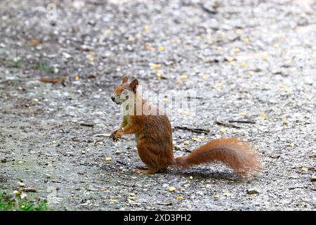 A squirrel sits on the forest path and looks for food Stock Photo