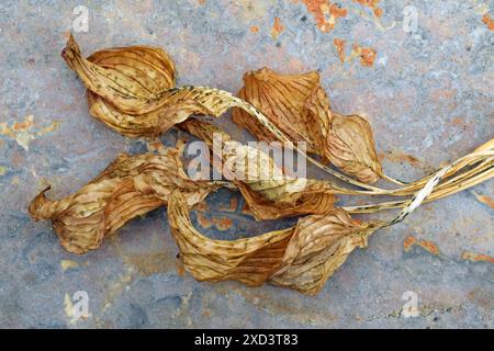 botany, dried hosta leaves in autumn on a marble background., ADDITIONAL-RIGHTS-CLEARANCE-INFO-NOT-AVAILABLE Stock Photo