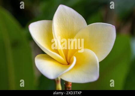 botany, plumeria blossom, CAUTION! FOR GREETINGCARD-USE / POSTCARD-USE IN GERMAN SPEAKING COUNTRIES CERTAIN RESTRICTIONS MAY APPLY Stock Photo