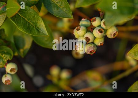 Green unripe fruits on a blueberry bush in the garden Stock Photo