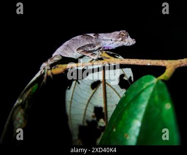 Chameleon sitting on a branch at night in the Cuyabeno wildlife reserve, Amazon rainforest, Ecuador, South America Stock Photo