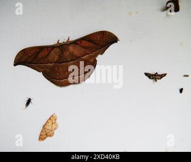 Assorted moths in the Maquipucuna Cloudforest, Ecuador, South America Stock Photo