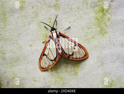 Moth in the Maquipucuna Cloudforest, Ecuador, South America Stock Photo