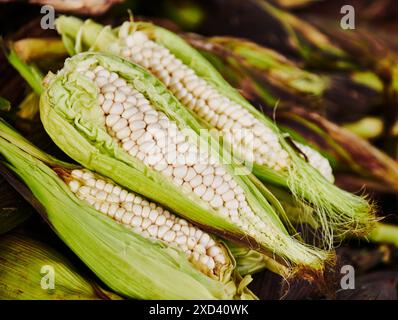 White corn on the cob at the market, Cuenca, South America Stock Photo