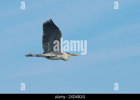 Ardea cinerea, grey heron flying, heron in flight, Norfolk Broads, May Stock Photo