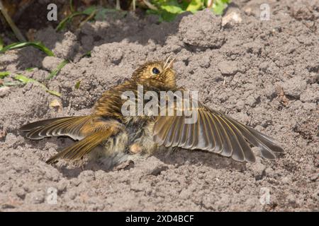 juvenile baby robin sunning itself in dust bath on soil on ground spreading its wings out flat,  Erithacus rubecula, UK Stock Photo