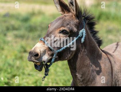 he Portrait of a Donkey. A Serene Pasture Scene in the Park. Stock Photo