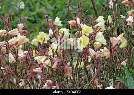 Yellow evening primrose Oenothera odorata ‘Apricot Delight’ in flower. Stock Photo
