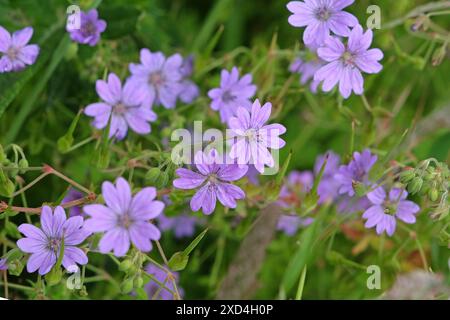 Purple Geranium pyrenaicum, hedgerow cranesbill, in flower. Stock Photo