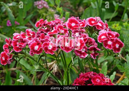 Red Dianthus barbatus, Sweet William, in flower. Stock Photo