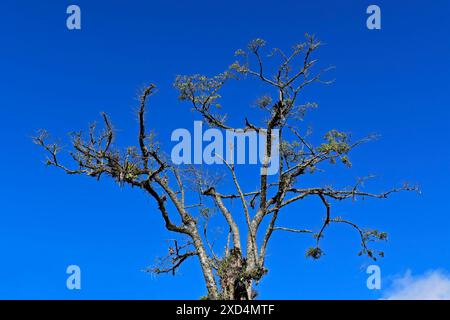 Tree with dry branches and blue sky in Teresopolis, Rio de Janeiro, Brazil Stock Photo