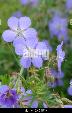 Blue hardy Geranium pratense, meadow cranesbill, in flower. Stock Photo