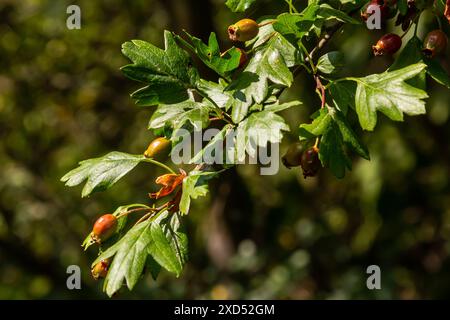 Hawthorn red berries grow on a bush. Stock Photo