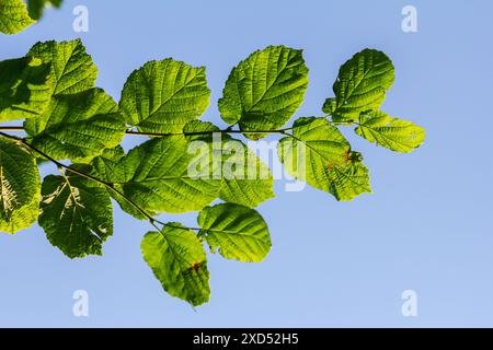 Fresh green Hazel leaves close up on branch of tree in spring with translucent structures against blurred background. Natural background. Stock Photo