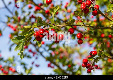 Hawthorn red berries grow on a bush. Stock Photo