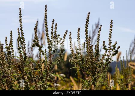 Ambrosia trifida, the giant ragweed, is a species of flowering plant in the family Asteraceae. Stock Photo