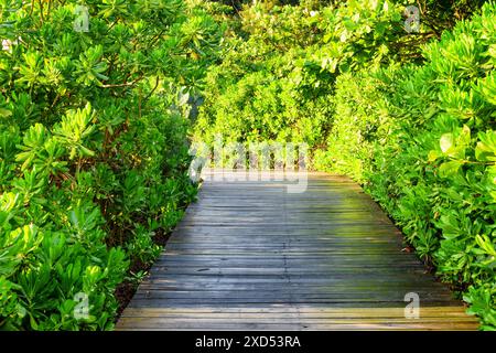 Scenic wooden path among bright green foliage of trees in park. Awesome walkway in woods. Amazing landscape. Stock Photo