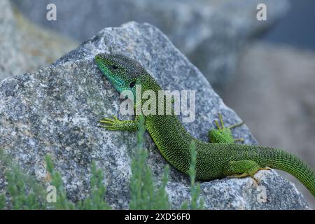 Green lizard lacerta viridis in summer garden on the stone. Small reptile outdoor Stock Photo
