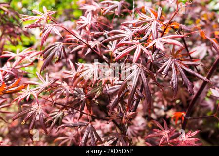 Acer palmatum 'Atropurpureum'. Stock Photo