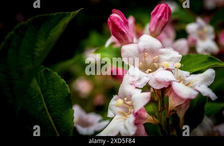 Weigela in bloom Stock Photo