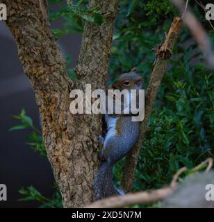 Two squirrels in love hugging in a tree Stock Photo