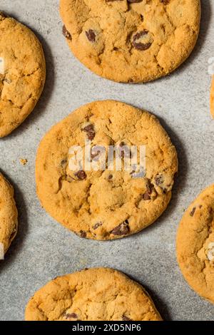 Warm Gooey Chocolate Chip Cookies Ready to Eat Stock Photo