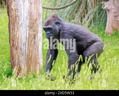 Adult Western Lowland Gorilla walking in lush green grass Stock Photo