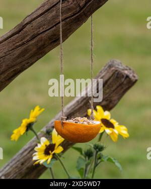 Citrus bird feeder filled with seed hanging from a wooden stake in a UK garden. Stock Photo