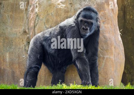 Adult female gorilla (Gorilla beringei beringei). Stock Photo