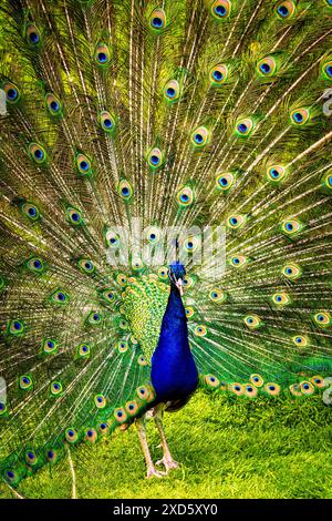 Common male Peafowl Stock Photo