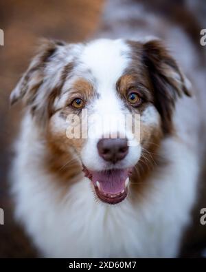 Close-up vertical shot of an Australian Shepherd dog with a happy expression and blurred background. Stock Photo