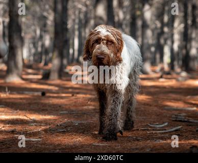 Brown and white Spinone Italiano beside a wooded area Stock Photo