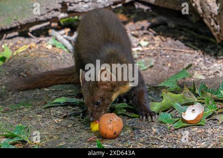 European pine marten (Martes martes) eating egg yolk / yoke from broken chicken egg Stock Photo