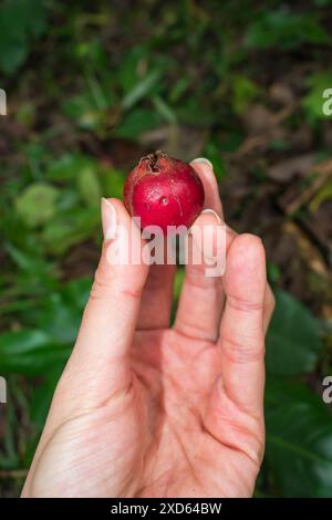 Psidium cattleyanum (aka Strawberry Guava, Araçá rosa) native fruit in ...