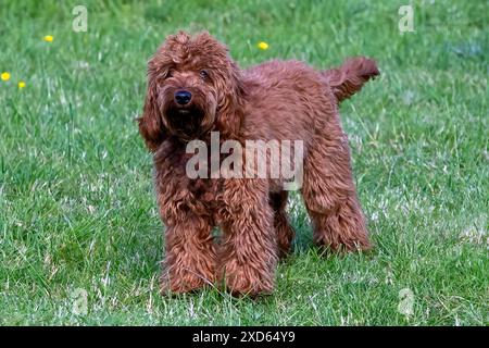 Golden colored Cockapoo standing on grass Stock Photo