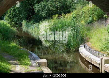 Thick vegetation growing along the towpath and bankside of the Montgomery Canal in Shropshire on a sunny summers day. Stock Photo
