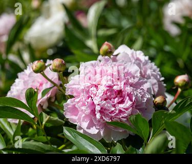 Double pink peony flower. Paeonia lactiflora Sarah Bernhardt. Paeonia lactiflora, Chinese peony or common garden peony. Peony background. Stock Photo