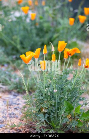 Blooming orange Californian Poppy (Eschscholzia californica) flowers at Chino Hills State Park in California. Stock Photo